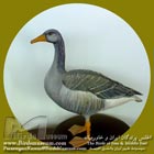 غاز خاکستری